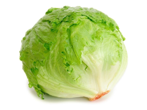 Lechuga Repollada