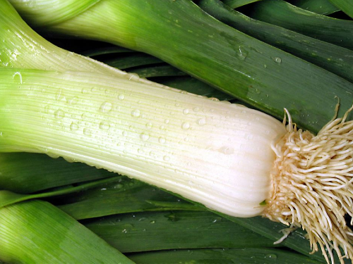 Puerro