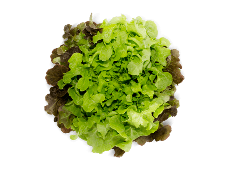 Lechuga hidropónica