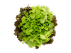 Lechuga hidropónica
