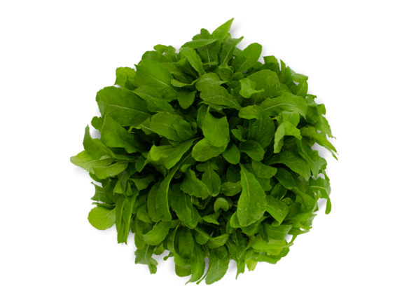 Rucula hidropónica
