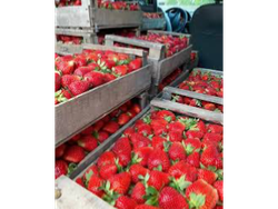 Cajón de frutilla