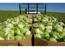 Cajón de lechuga repollada