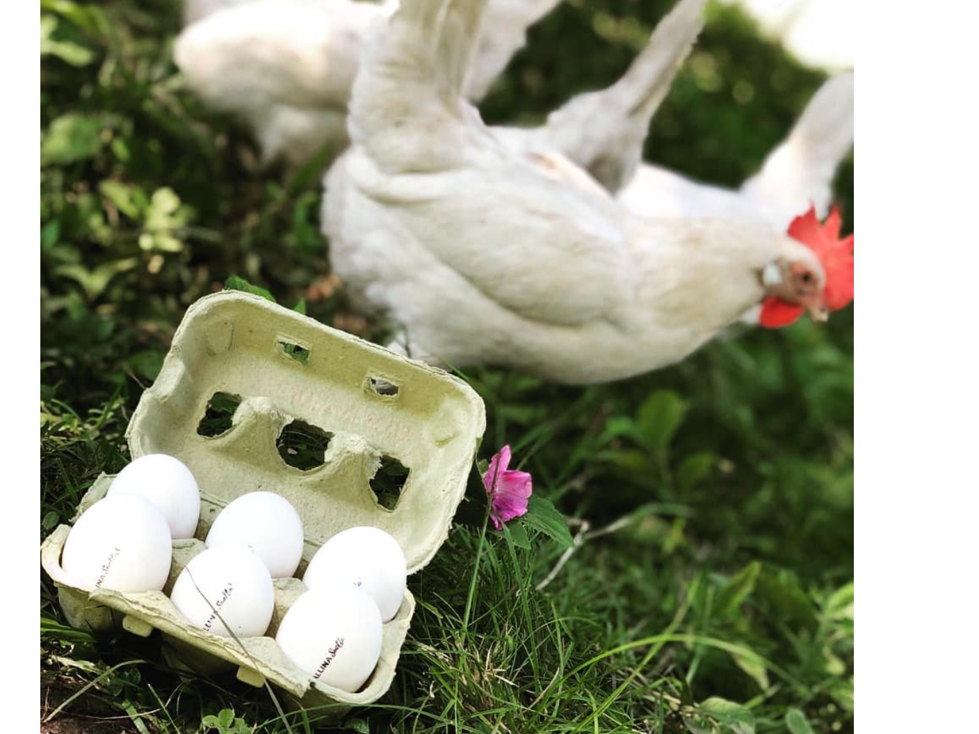 MEDIA DOCENA GALLINA SUELTA