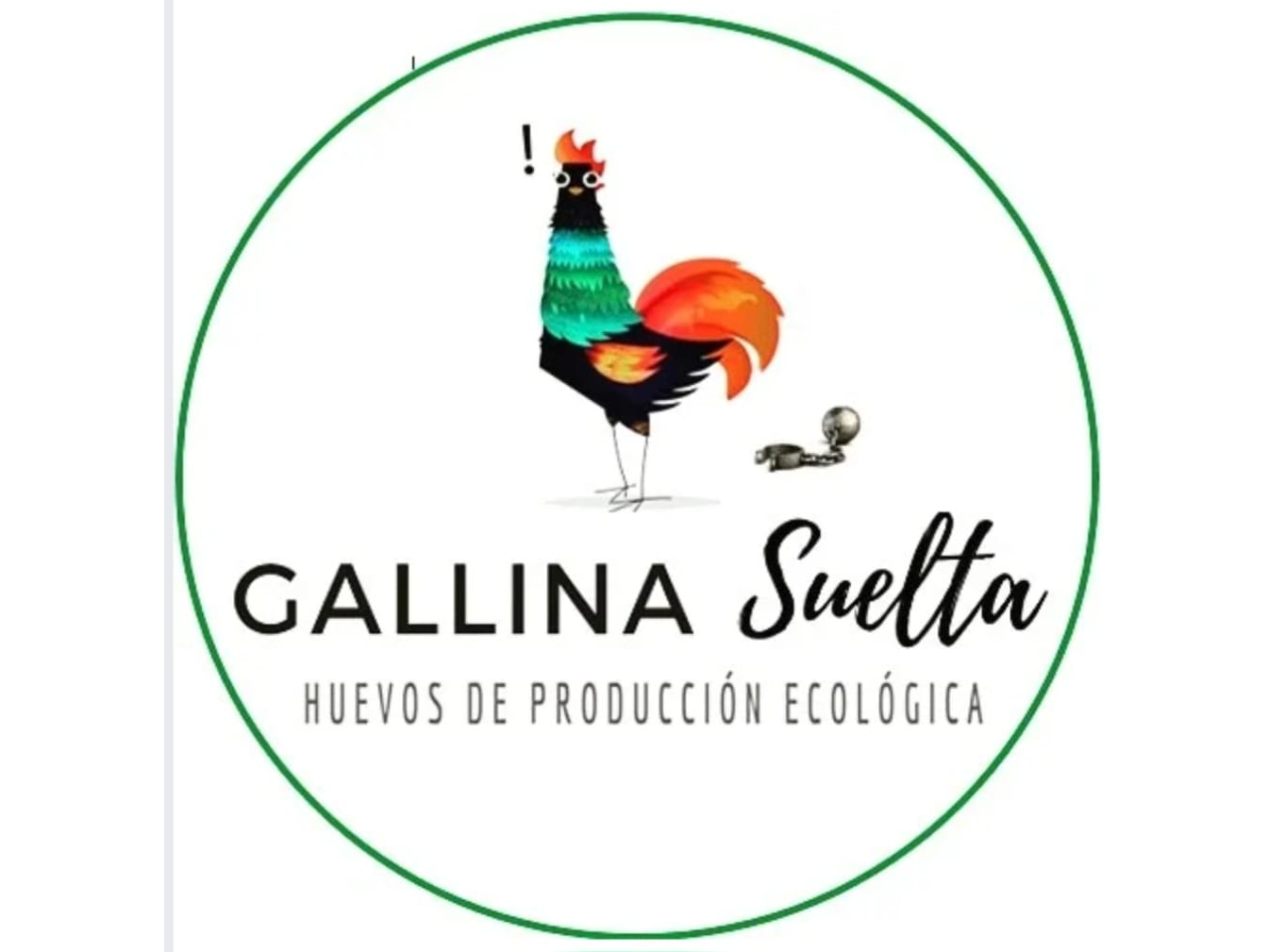 MAPLE  GALLINA SUELTA x 30unid