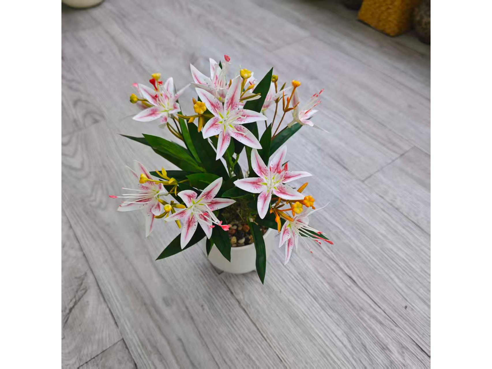 PLANTA EN MACETA DE ORQUíDEA MCN-05270
