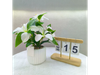 PLANTA EN MACETA DE LIRIO MCN-05265
