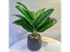 PLANTA EN MACETA DE AGLAONEMA MCN-05290