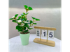 PLANTA EN MACETA DE ROSA MCN-05262