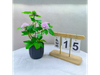 PLANTA EN MACETA DE HORTENSIA PEQUE?A MCN-05261