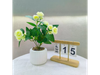 PLANTA EN MACETA DE GARDENIA MCN-05264