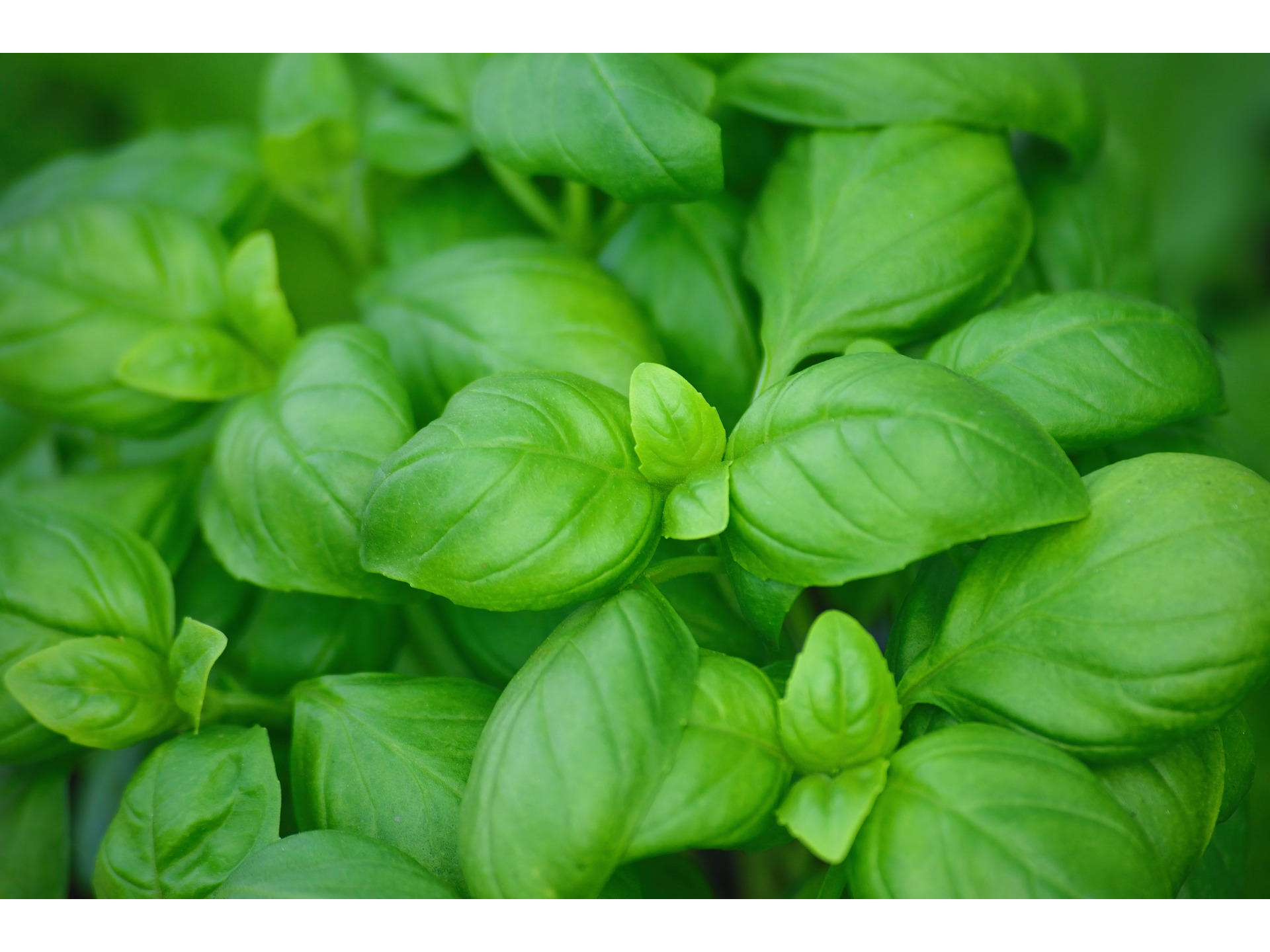ALBAHACA FRESCA