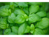 ALBAHACA FRESCA