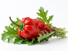 AJI PICANTE