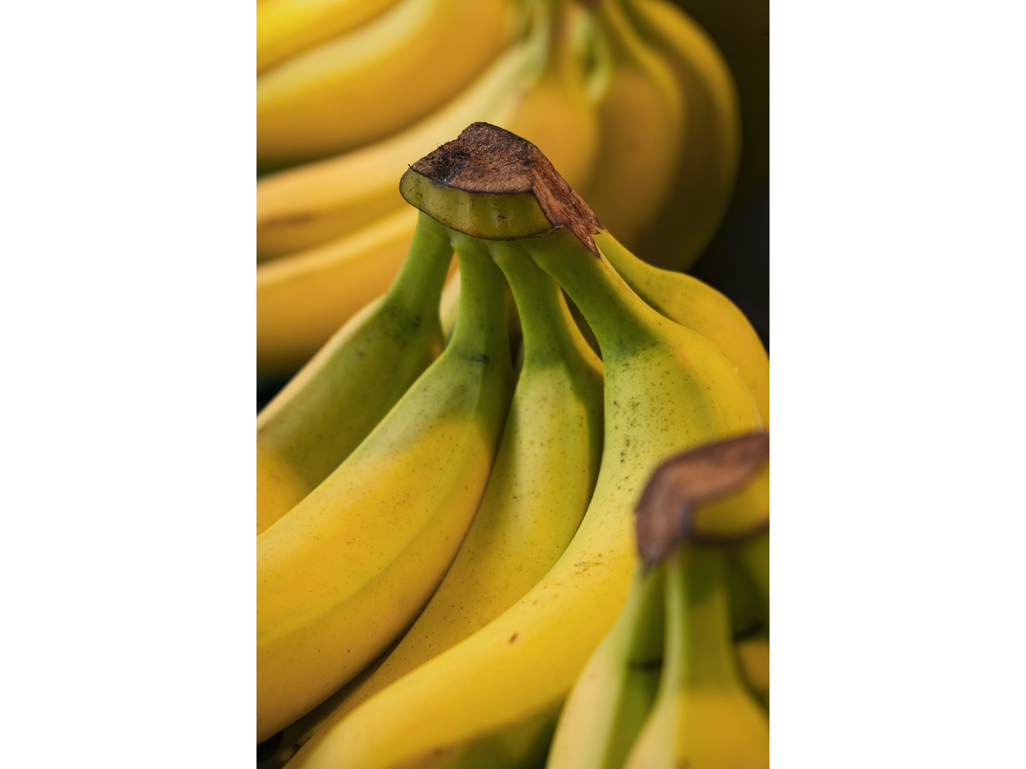 BANANA ECUADOR