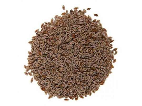 SEMILLAS PSYLLIUM