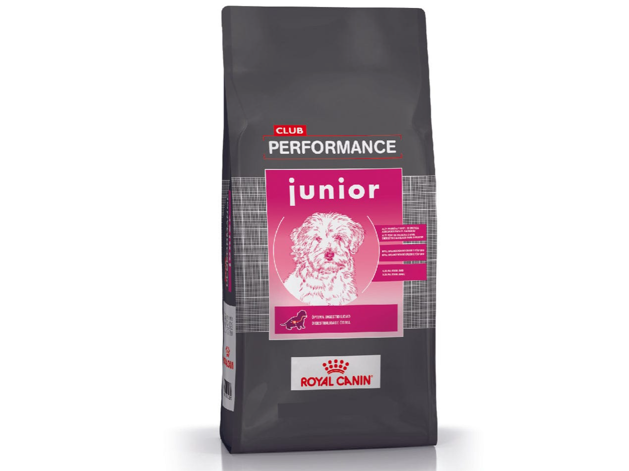 PERFORMANCE CACHORRO