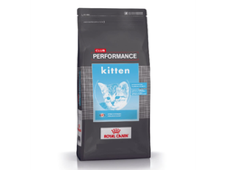 PERFORMANCE KITTEN