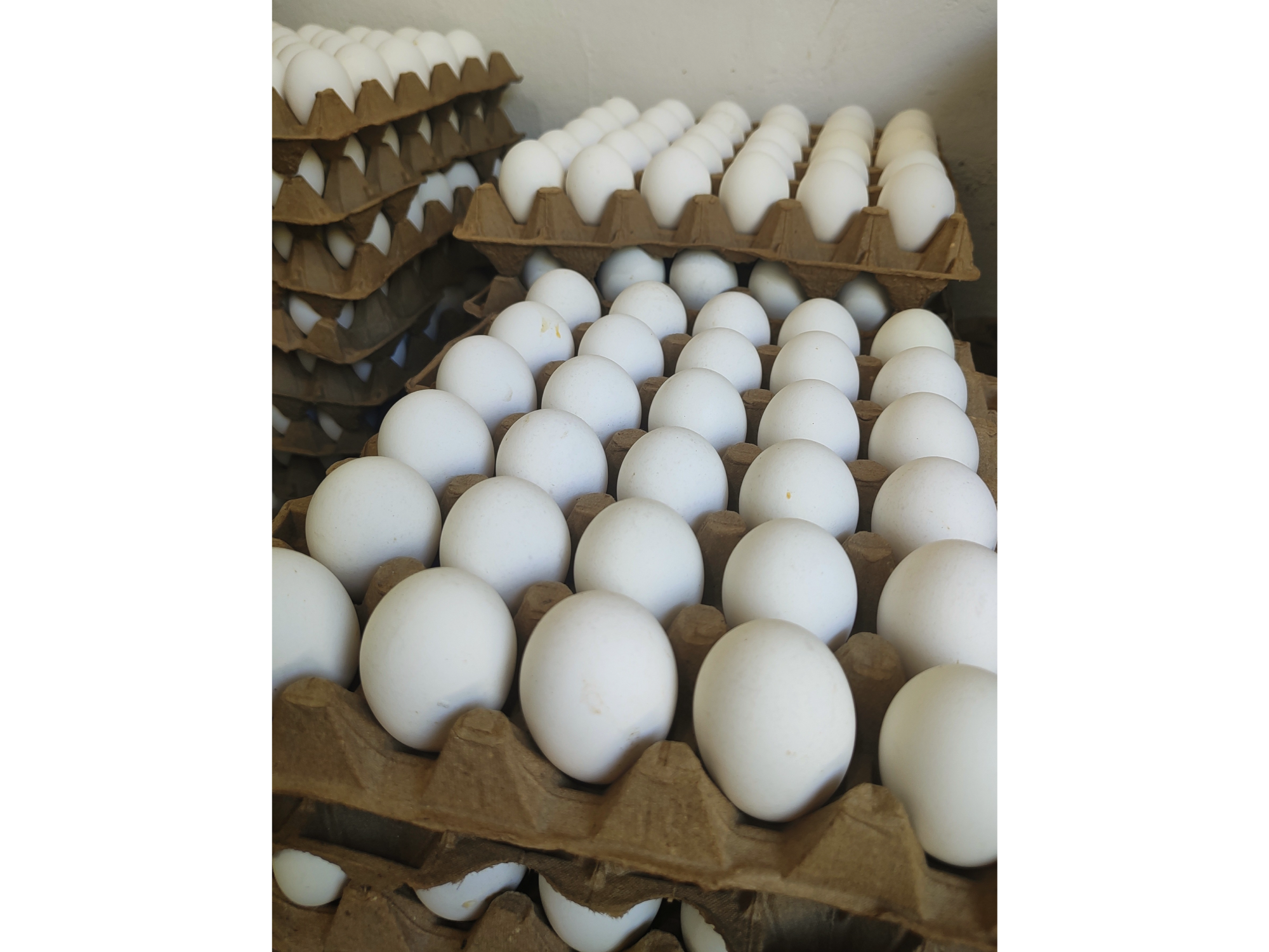 MAPLE MEDIANO (N° 3)