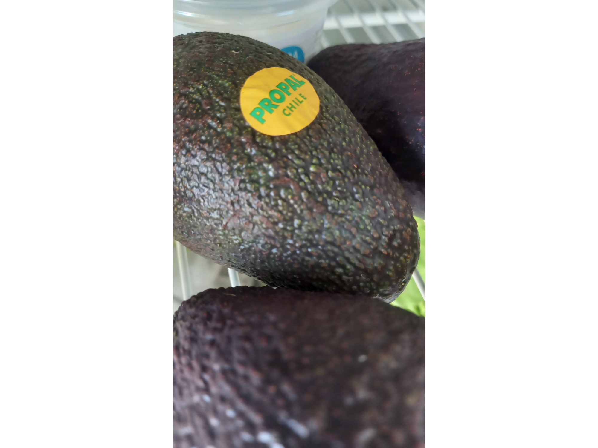 Palta