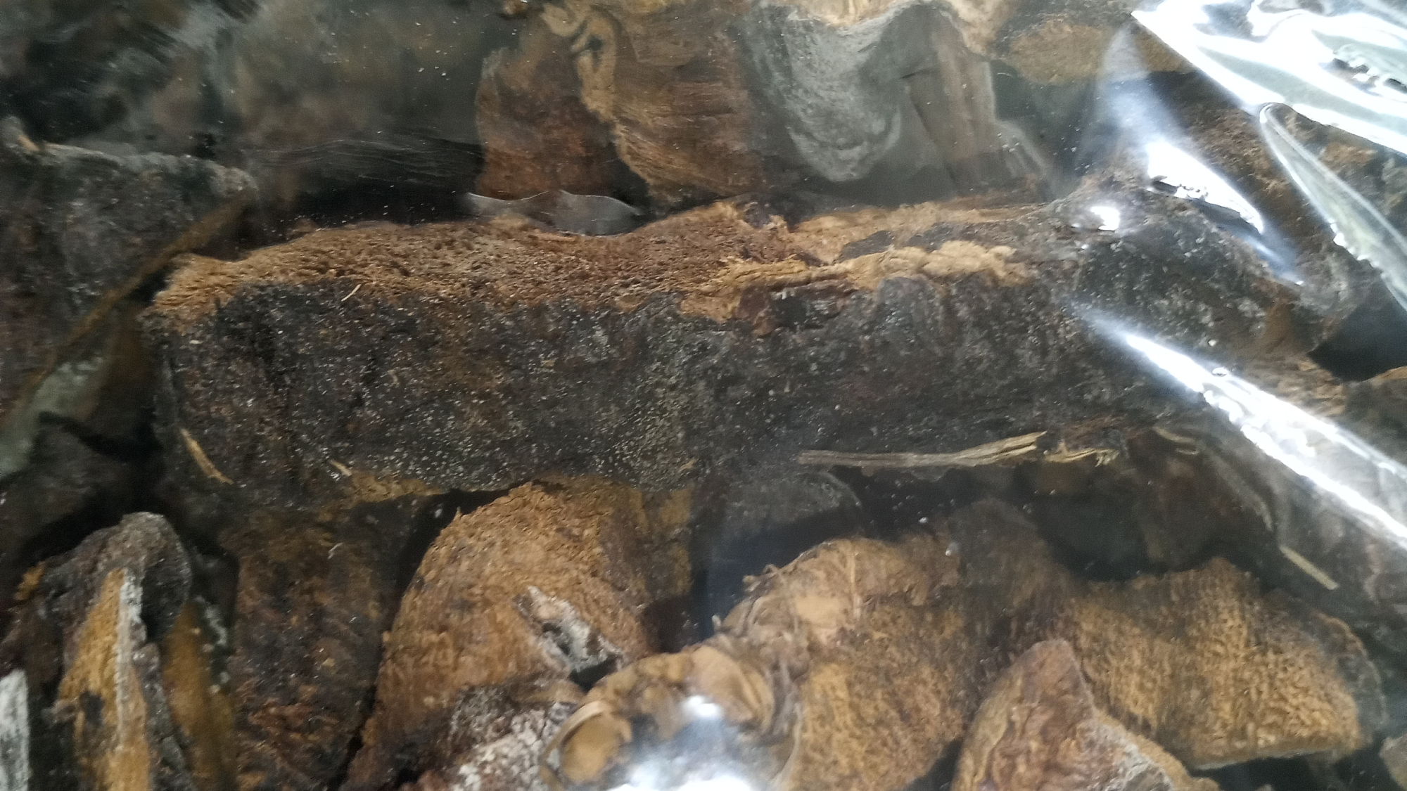 Hongos