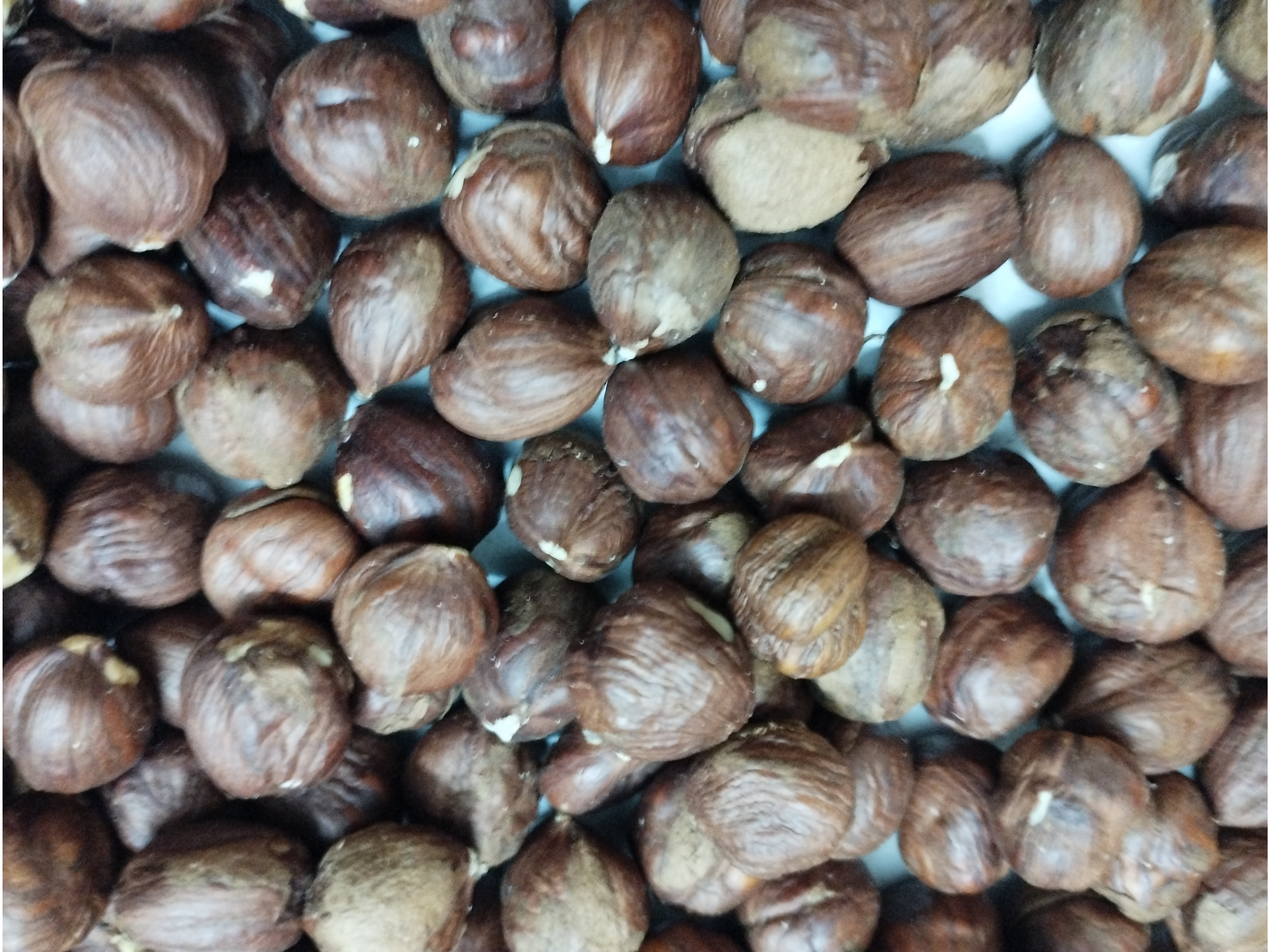 Avellanas Enteras orig. Chile cal. 15+ x 1 Kg