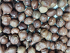 Avellanas Enteras orig. Chile cal. 15+ x 1 Kg