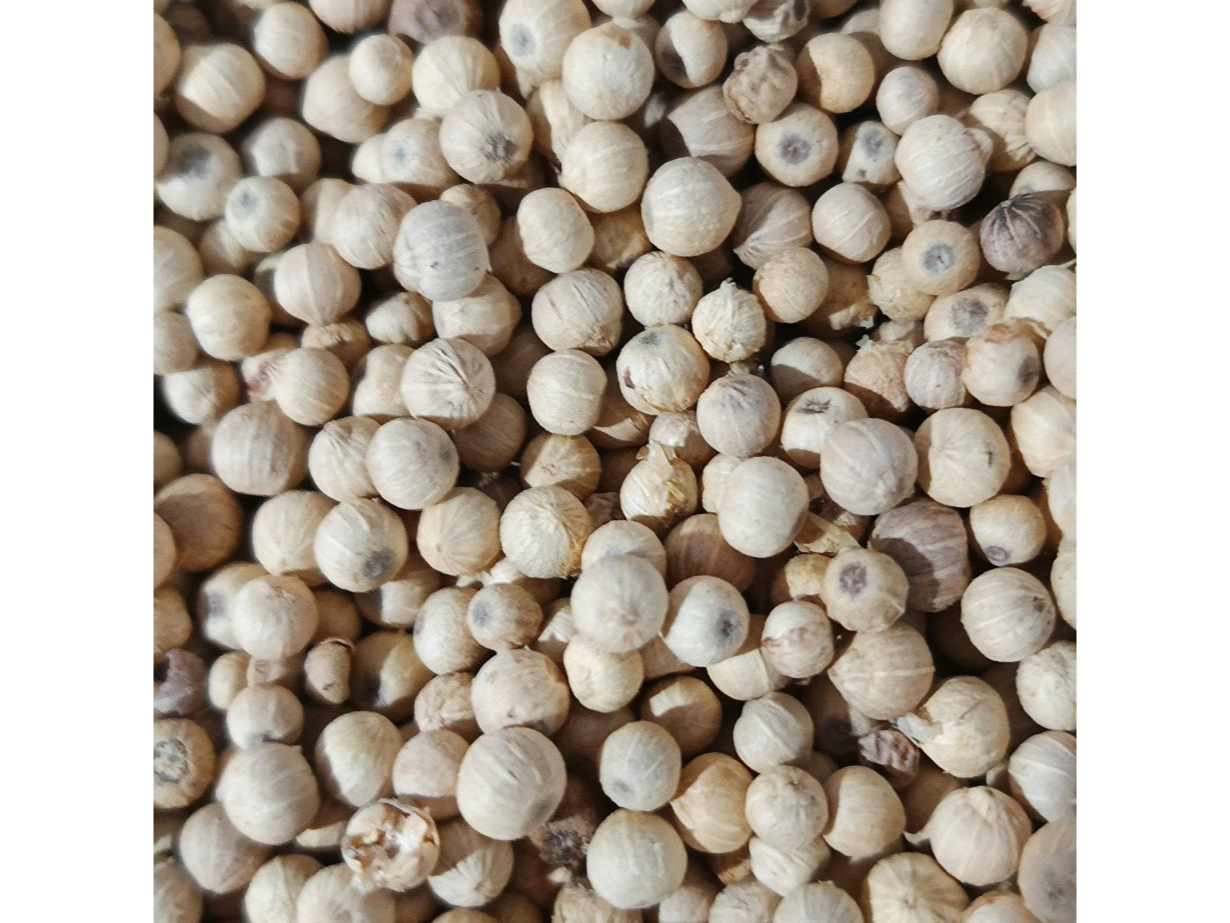 Pimienta en Grano x 1 kg