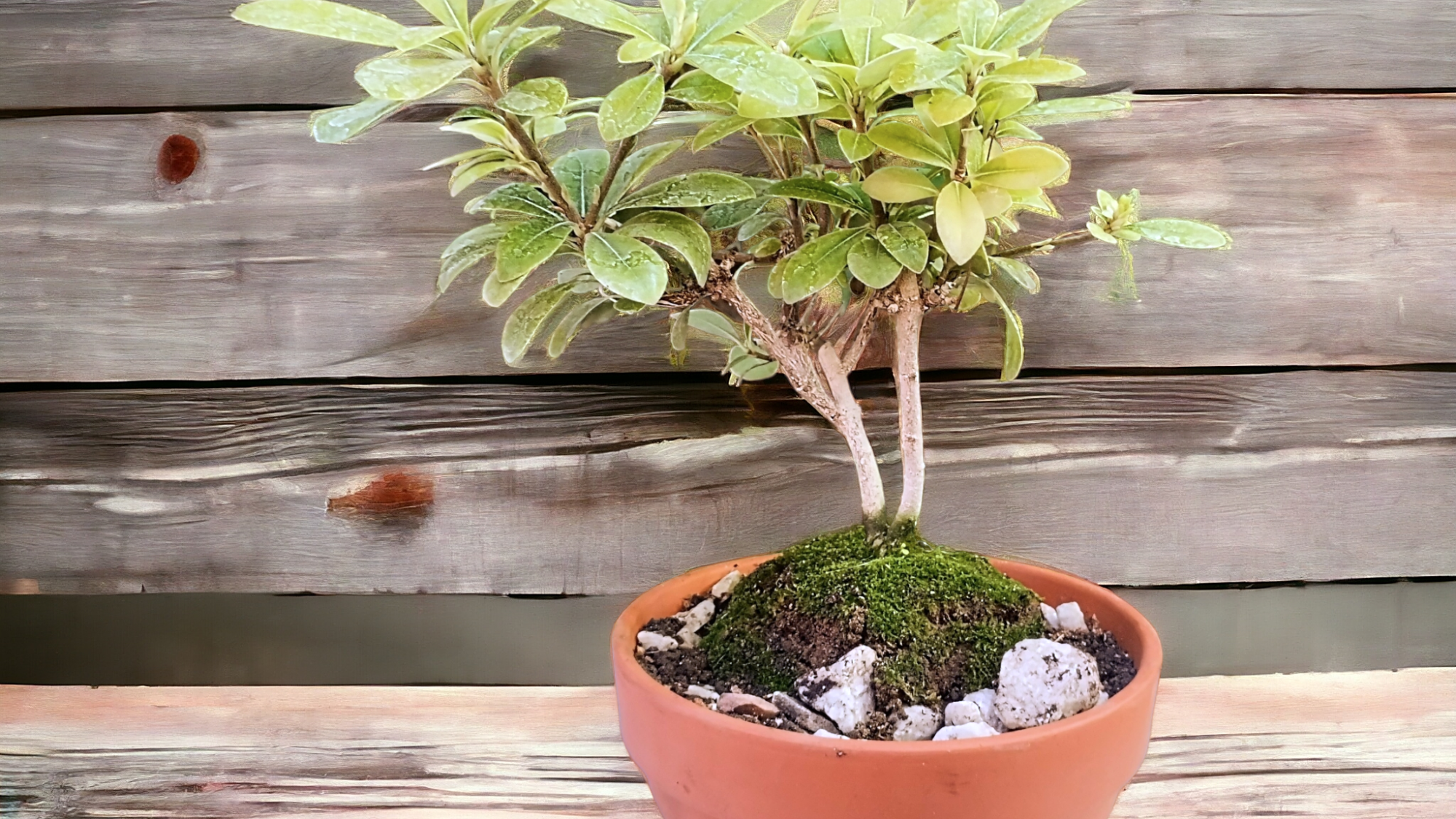 Bonsai