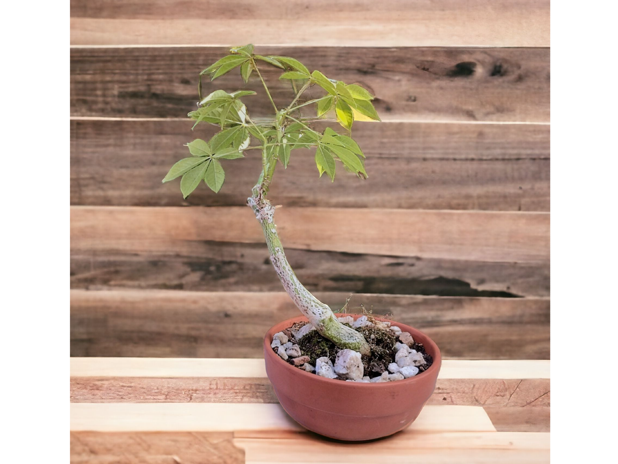 Bonsai- Palo Borracho