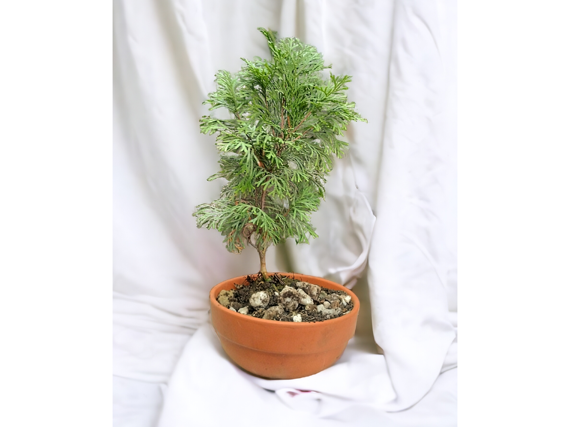 Bonsai- Thuja