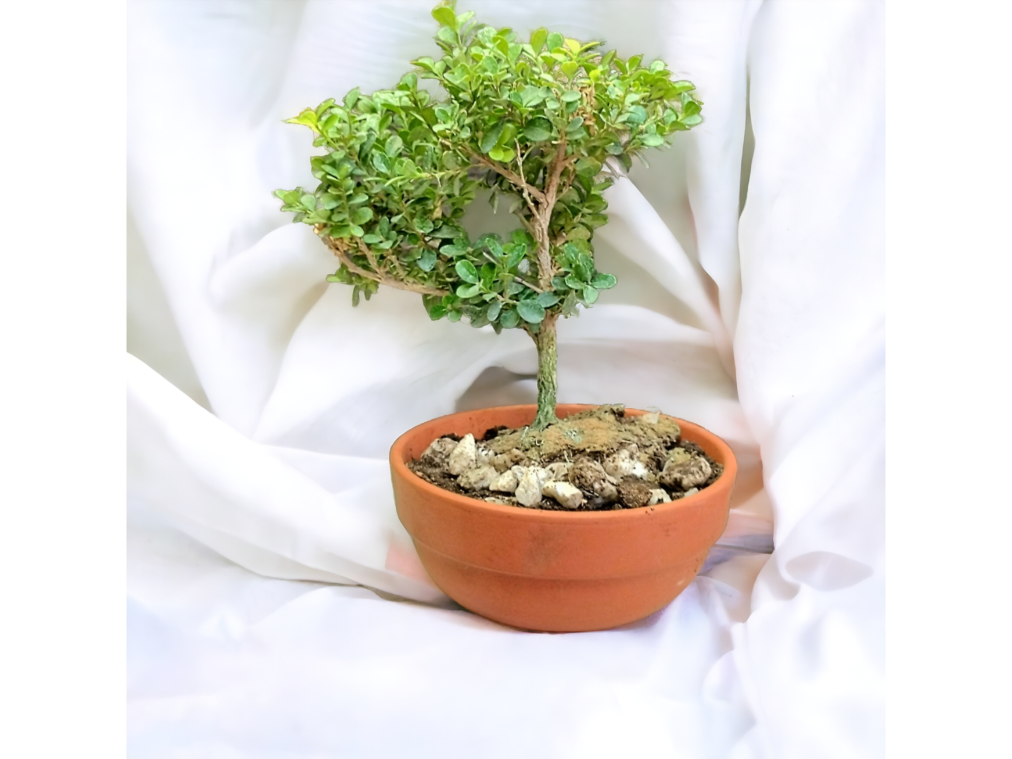 Bonsai- Buxus