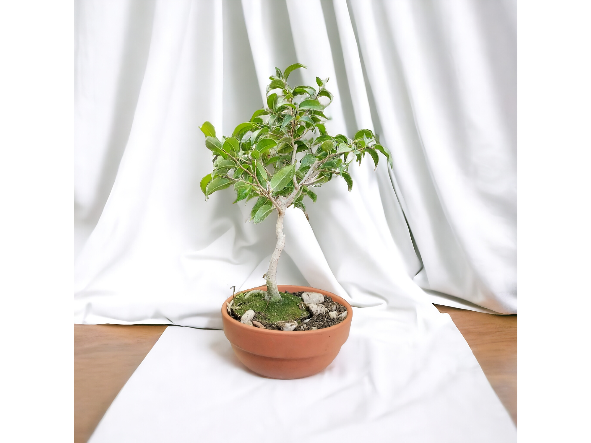 Bonsai- Ficus