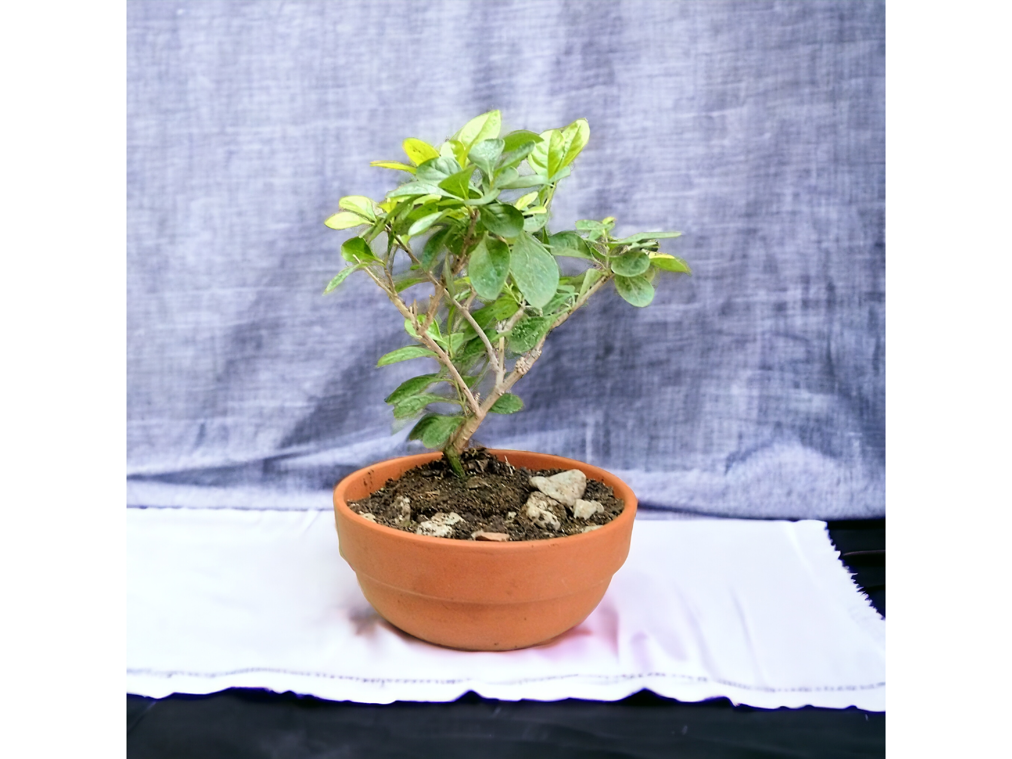 Bonsai- Duranta Aurea