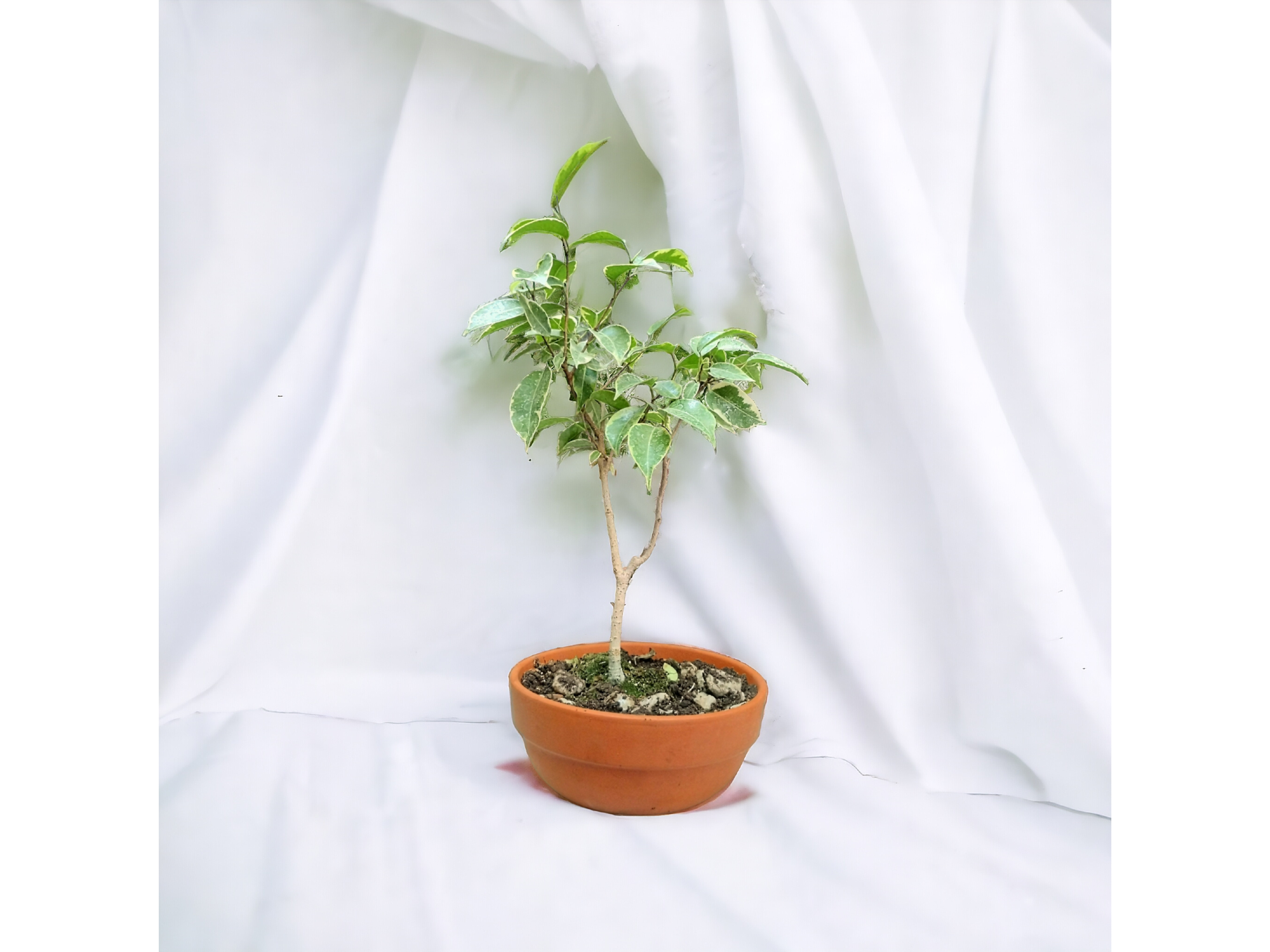 BONSAI- Ficus Variegado