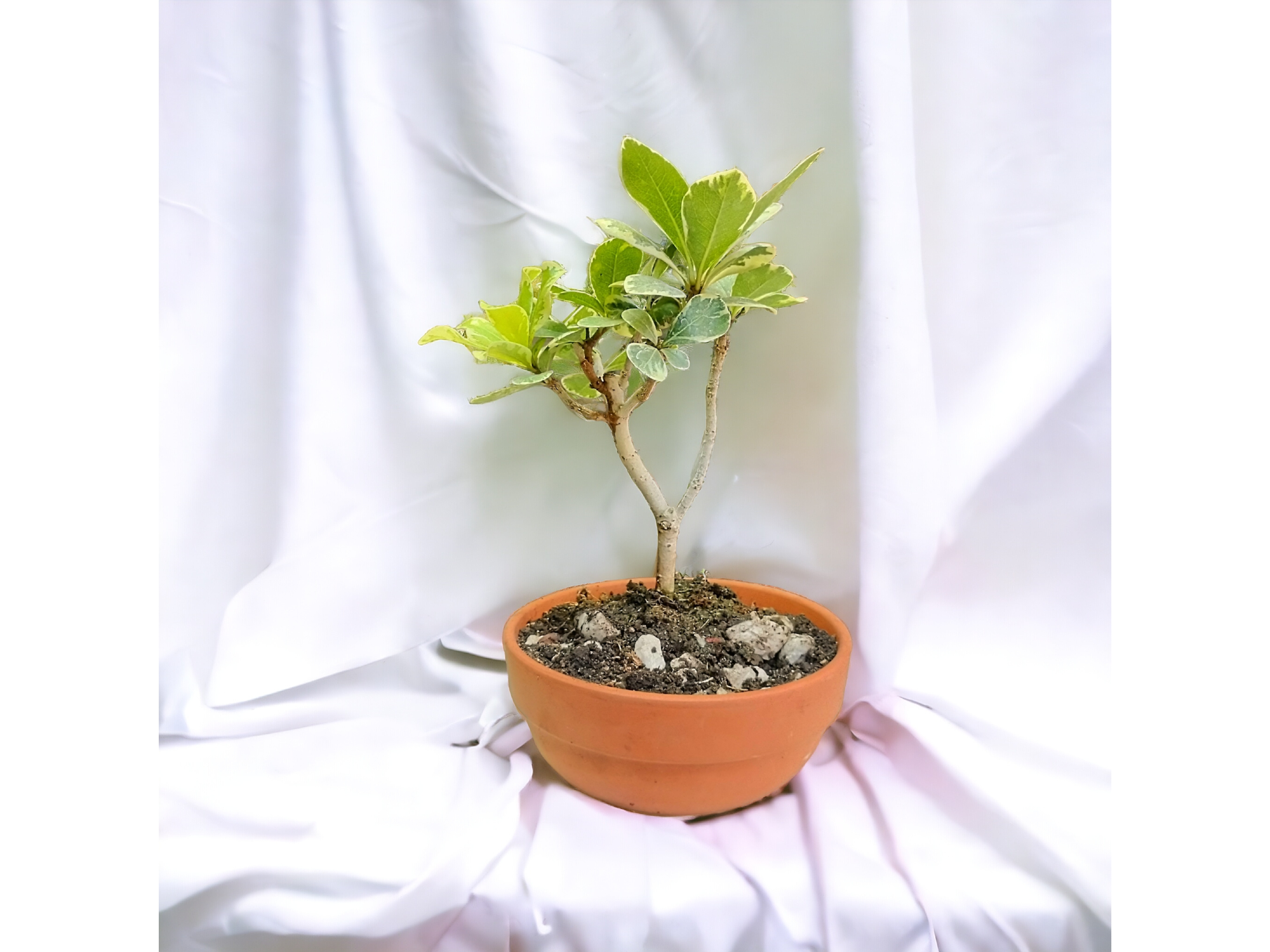 BONSAI- Azarero Variegado hoja ancha