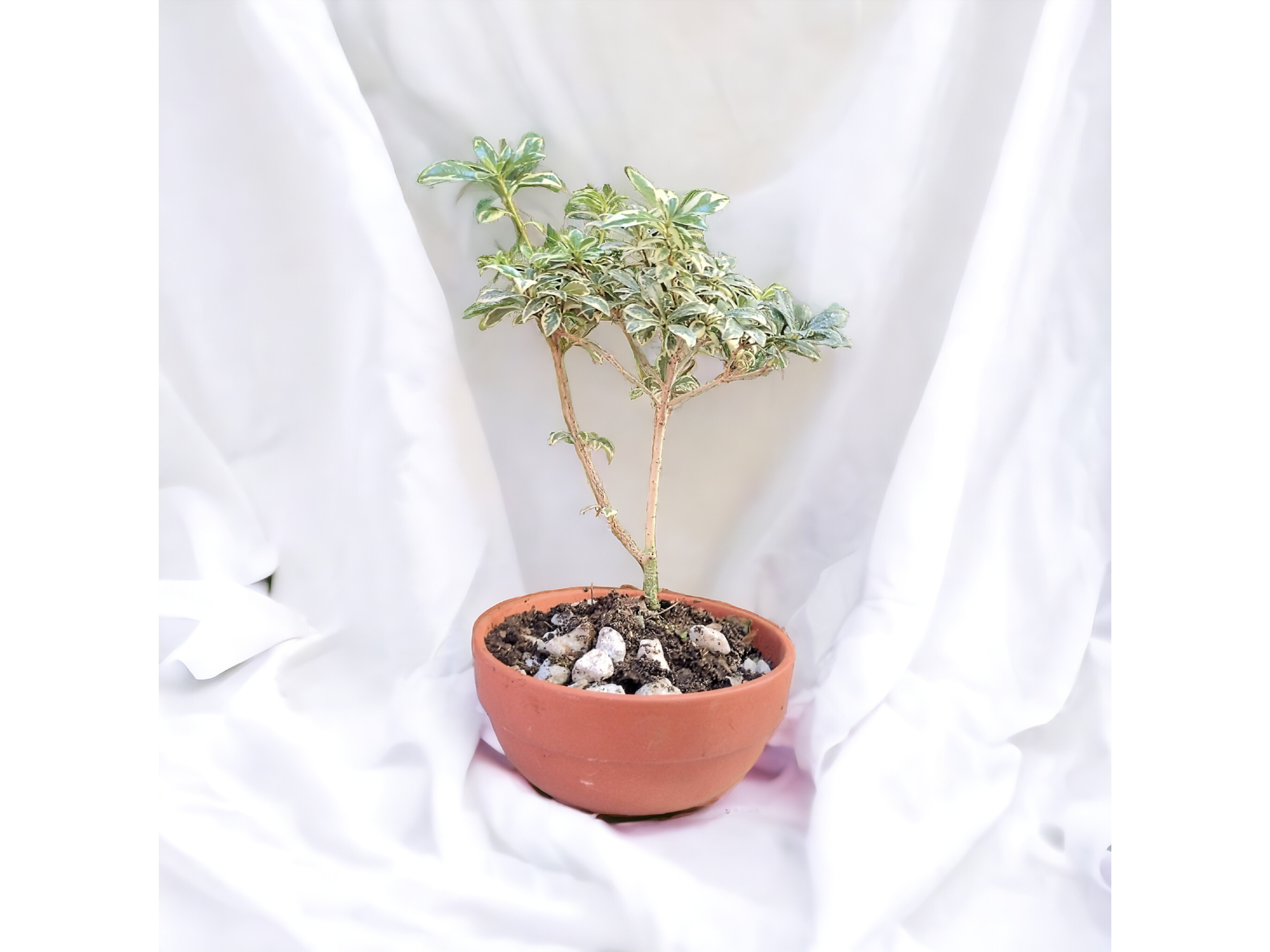 BONSAI- Azarero Variegado Hoja Fina