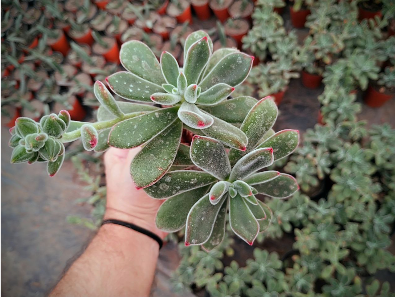 Echeveria Pulvinata Ruby