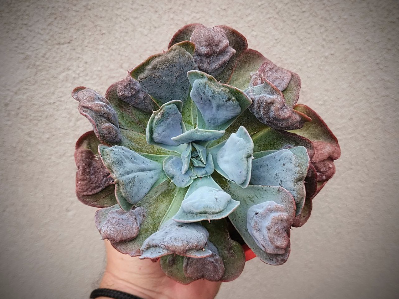 Echeveria Pagoda