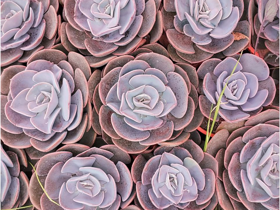 Echeveria Dusty Rose