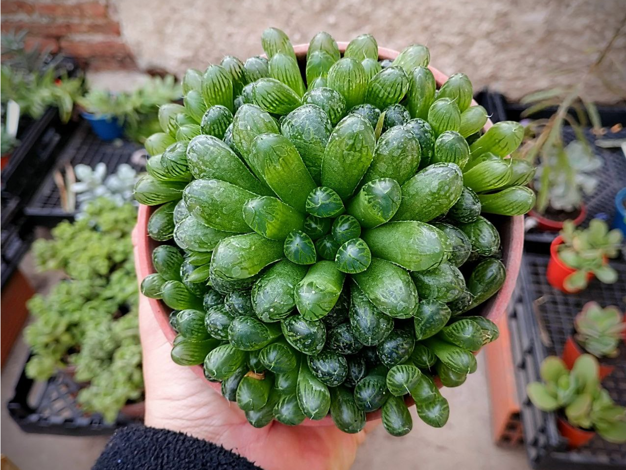 Haworthia Cooperii