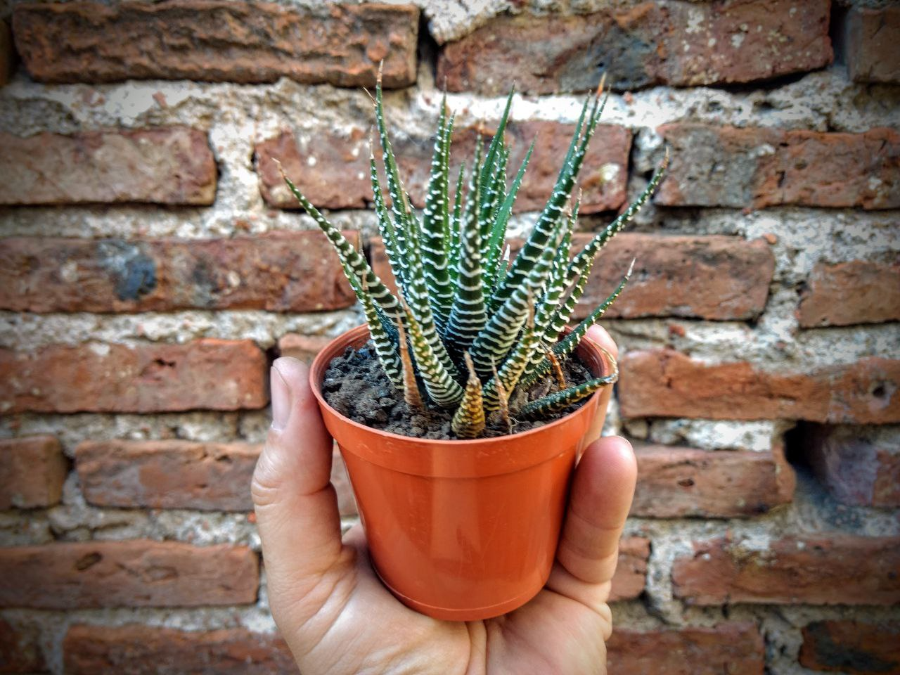 Haworthia Fasciata