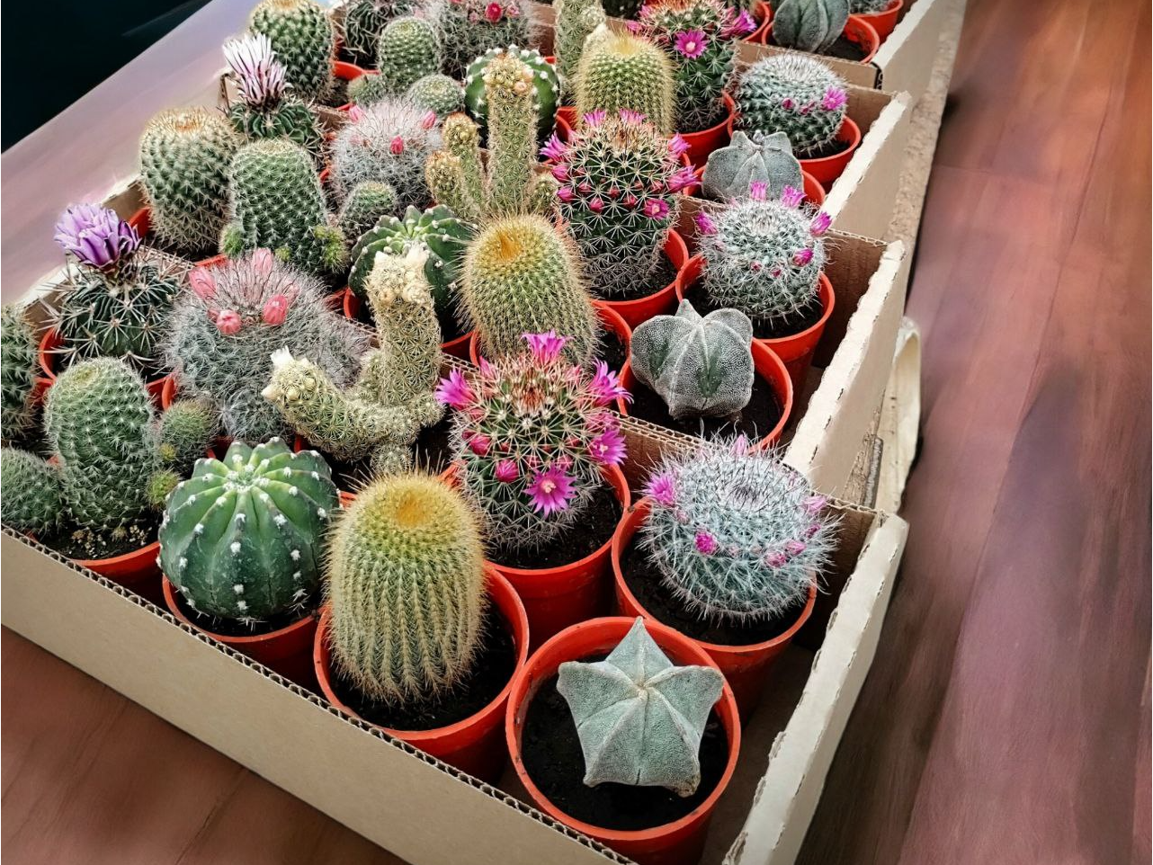 Caja coleccion N1 de Cactus N6