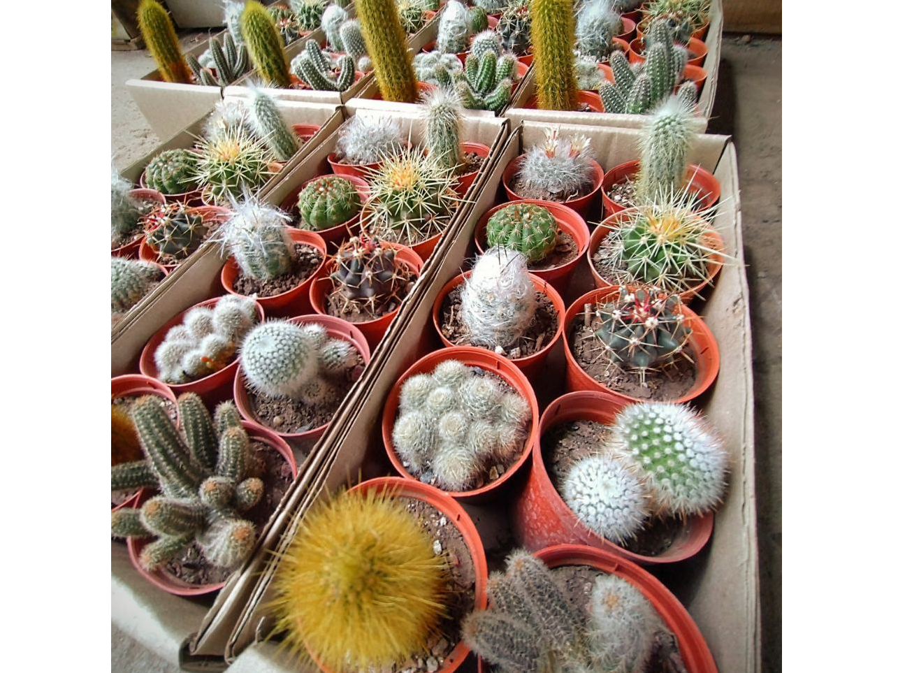 Caja coleccion N2 de cactus N6