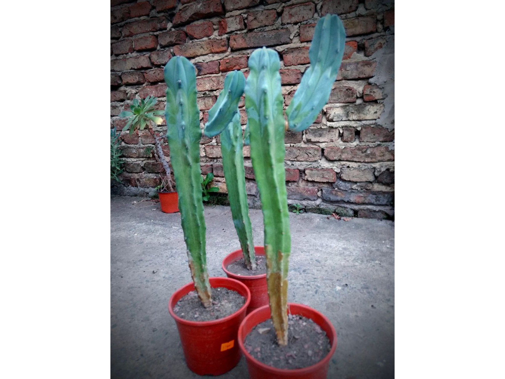 Myrtillo cactus azulino