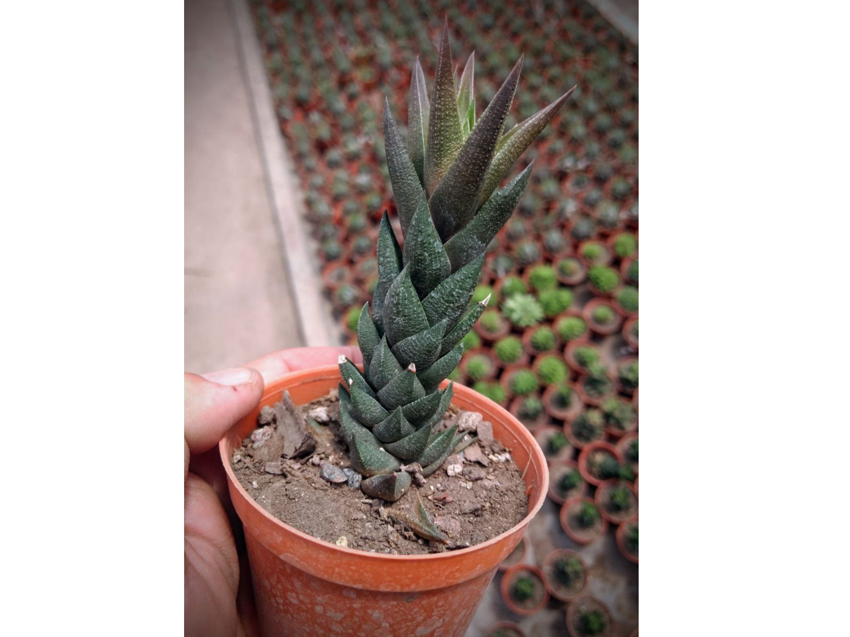 Haworthia Coarctata