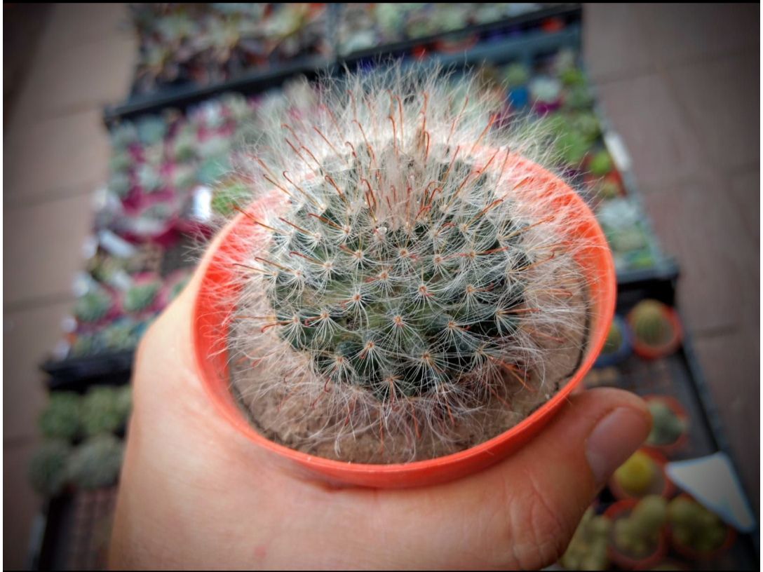 Mammillaria Bocasana