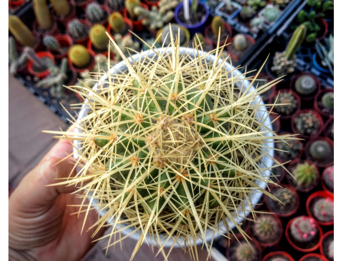 Echinocactus Grusonii