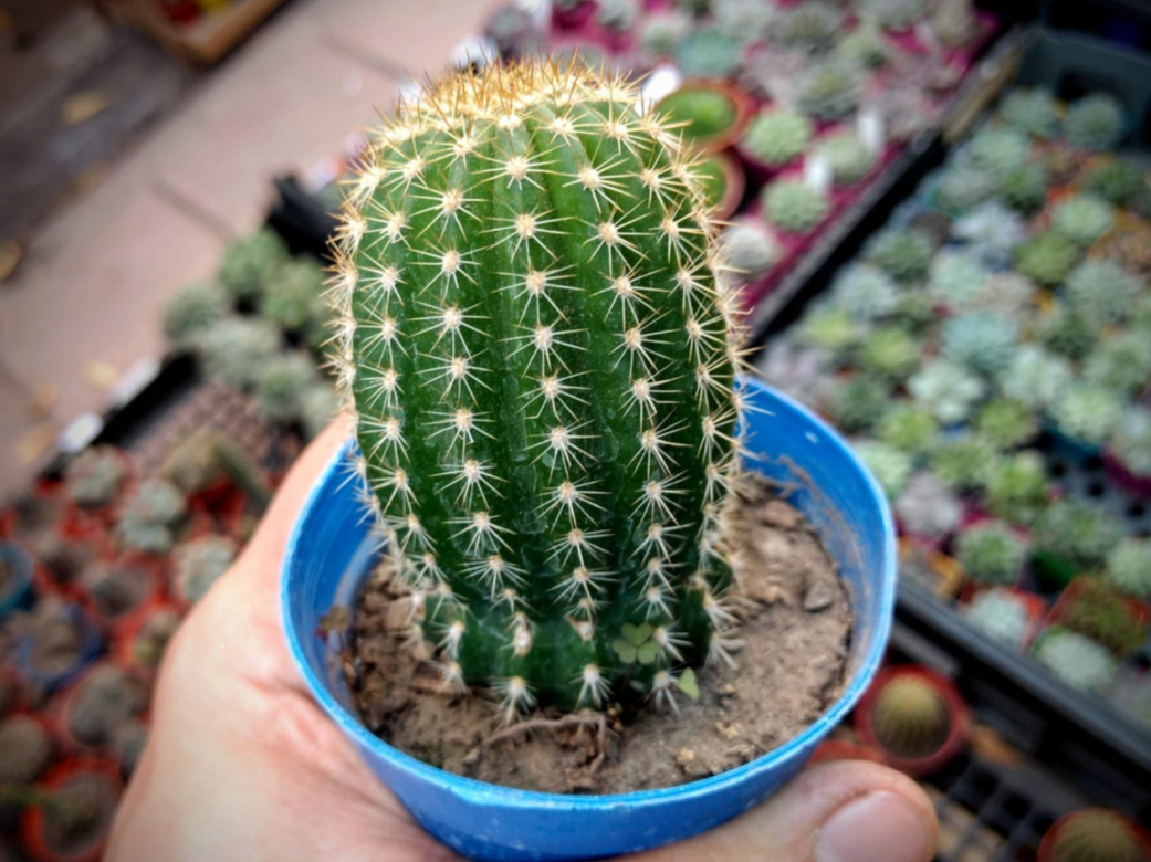 Echinopsis Spachiana