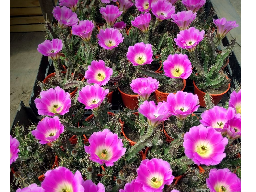 Echinocereus Pentalophus